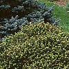 Picea abies 'Little Gem', habit