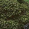 Picea abies 'Little Gem', habit