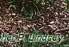 Picea abies 'Little Gem', habit