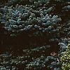 Picea abies 'Little Gem', habit