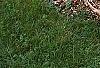 Picea abies 'Little Gem', habit