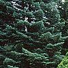 Picea glauca 'Conica', habit