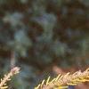 Picea orientalis 'Skylands', leaves