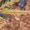 Picea orientalis 'Skylands', leaves