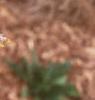 Picea orientalis 'Skylands', leaves