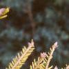 Picea orientalis 'Skylands', leaves