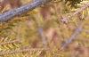 Picea orientalis 'Skylands', leaves
