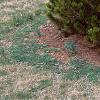 Pinus heldreichii, habit