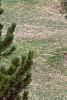 Pinus heldreichii, habit