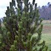 Pinus heldreichii, habit