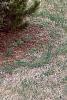 Pinus heldreichii, habit