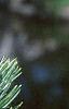 Pinus kwangtungensis, leaves