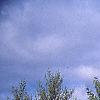 Pinus strobus