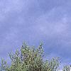 Pinus strobus