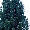 Pinus strobus 'Fastigiata', habit