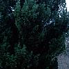 Pinus strobus 'Fastigiata', habit
