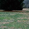 Pinus strobus 'Fastigiata', habit