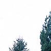 Pinus strobus 'Fastigiata', habit