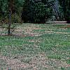 Pinus strobus 'Fastigiata', habit