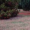 Pinus strobus 'Fastigiata', habit
