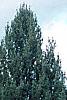Pinus strobus 'Fastigiata', habit
