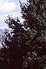 Pinus strobus 'Fastigiata', habit