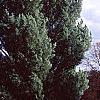 Pinus strobus 'Fastigiata', habit