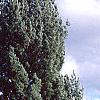 Pinus strobus 'Fastigiata', habit
