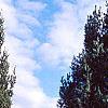 Pinus strobus 'Fastigiata', habit