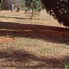 Pinus strobus 'Fastigiata', habit