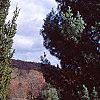 Pinus strobus 'Fastigiata', habit