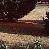 Pinus strobus 'Fastigiata', habit
