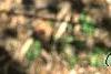 Pseudolarix amabilis