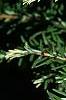 Tsuga canadensis 'Dwarf Whitetip', leaves