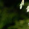 Tsuga canadensis 'Dwarf Whitetip', leaves