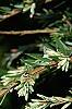 Tsuga canadensis 'Dwarf Whitetip', leaves