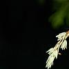 Tsuga canadensis 'Dwarf Whitetip', leaves