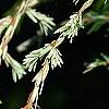 Tsuga canadensis 'Dwarf Whitetip', leaves