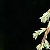 Tsuga canadensis 'Dwarf Whitetip', leaves