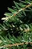 Tsuga canadensis 'Dwarf Whitetip', leaves