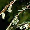 Tsuga canadensis 'Dwarf Whitetip', leaves