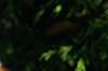Tsuga canadensis 'Dwarf Whitetip'
