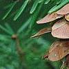 Tsuga caroliniana