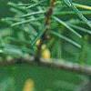 Tsuga caroliniana