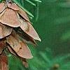 Tsuga caroliniana