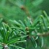 Tsuga caroliniana