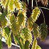 Chasmanthium latifolium, fruit