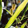 Chasmanthium latifolium, fruit