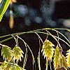 Chasmanthium latifolium, fruit
