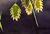 Chasmanthium latifolium, fruit